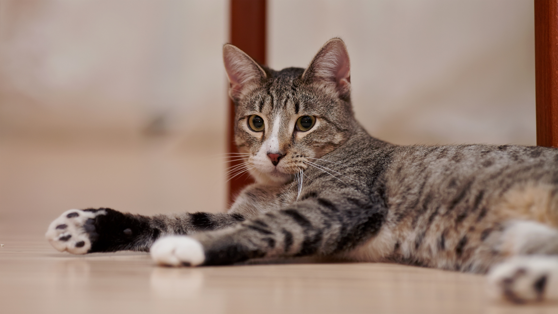 100 Tiger-Striped Cat Names: Wild Names for Your Striped Beauty